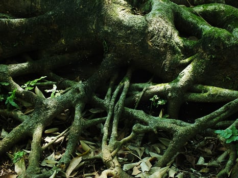 A large tree trunk covered in green moss and leaves. The trunk is surrounded by rocks and there are some leaves on the ground photo