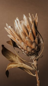 A dried protea flower on a brown background photo