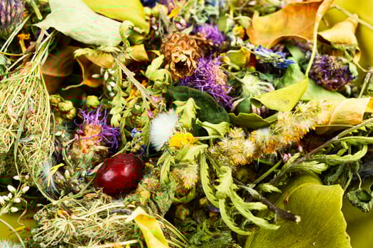 Set of dried medicinal wild plants photo