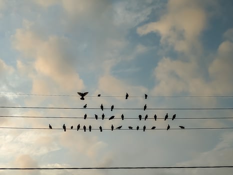 A tranquil assembly of birds perched on power lines, silhouetted against a pastel sky. The solitary bird in flight enhances the dynamic balance in this serene natural tableau. photo