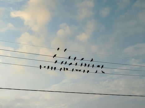 Birds perch in orderly rows on power lines under a serene, cloud-speckled sky. The scene captures a moment of quietude and balance in nature's daily rhythm. photo