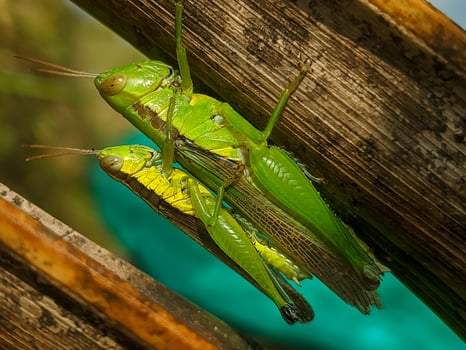 This macro shot captures a grasshopper perched on a weathered leaf, highlighting the vivid green against the earthy tones. The scene illustrates the beauty and complexity of insect life. photo