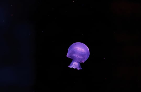 underwater shooting of beautiful cannonball jellyfish photo