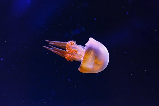 underwater photography of beautiful flame jellyfish rhopilema esculentum photo