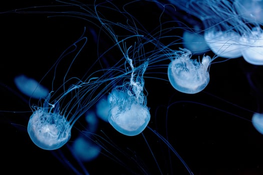 underwater photography of beautiful malaysian sea jellyfish chrysaora chinensis close up photo