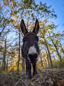 close-up portrait of a lone small brown donkey peacefully grazing on the grass photo