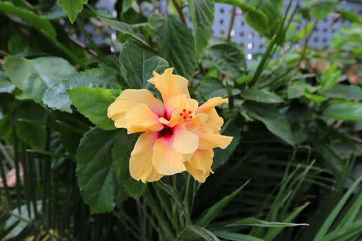 Summer flowers in the city park photo