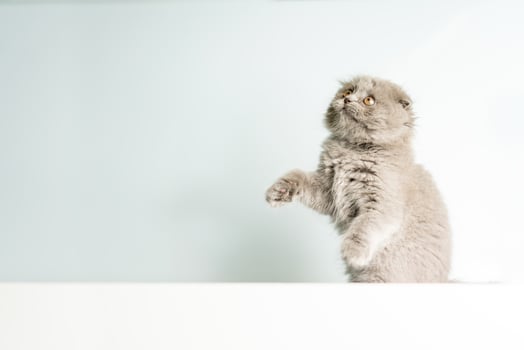 Gray Fluffy Scottish Fold kitten sits on a blue background and looks up. Advertising banner, pets photo