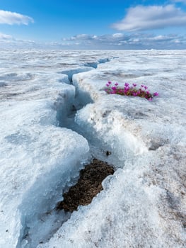 Vibrant flowers blooming amidst icy landscape photo