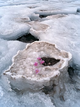 Vibrant flowers blooming in frozen ice photo