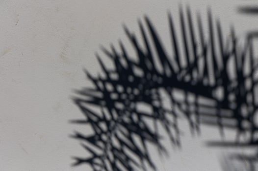 Intricate palm shadow dances on a textured wall, creating a mesmerizing play of light and form in soft afternoon light photo