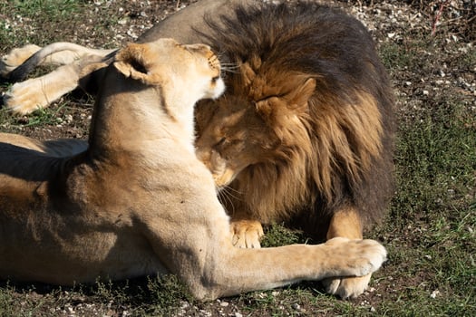 Lioness, Lion, Playful Interaction. A lioness playfully interacts with a lion in a grassy field on a sunny day. photo
