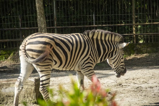 Equus Quagga or Zebra, a pair of zebras that live in an enclosure at the zoo photo