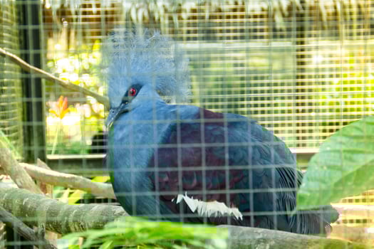 Goura victoria or crowned victoria dove is a large bluish gray dove with an elegant blue crest, a beautiful dove that lives in a zoo photo