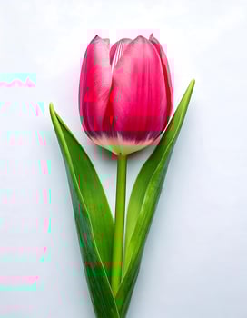 A single pink tulip on a white background photo