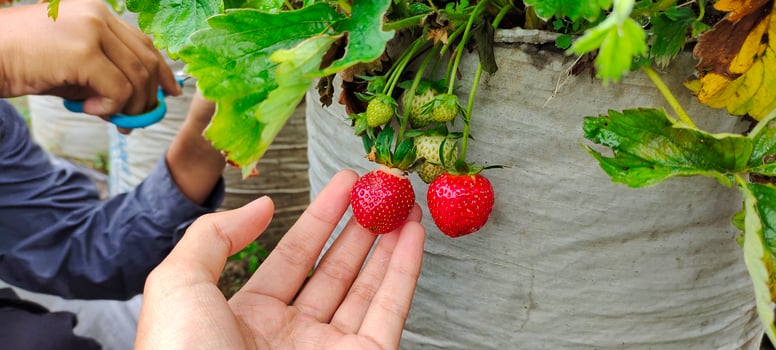 Fresh red strawberries picked from the farm garden, harvesting fresh strawberries in summer trip photo