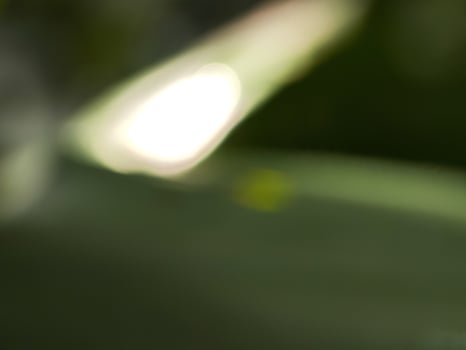 A close up of a leaf with sunlight shining through it photo