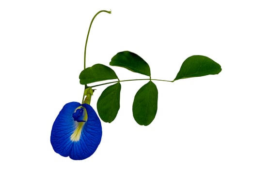 Blooming single blue butterfly pea flower or Clitoria ternatea flower with leaves isolated on white bacjground with clipping path. photo