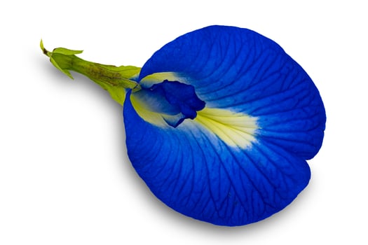 Top view of blooming single blue butterfly pea flower or Clitoria ternatea flower isolated on white bacjground with clipping path. photo
