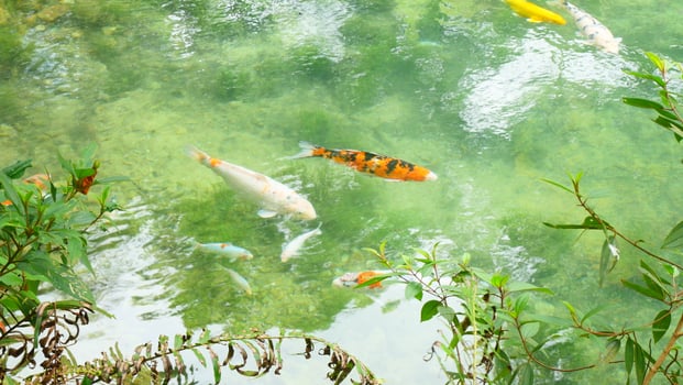 Beautiful orange and yellow koi fish swimming in clear water, revealing green hues underneath photo