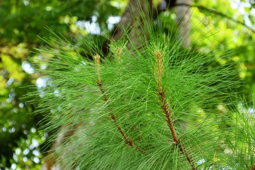 Green pine leaves grow around the garden of a resort photo