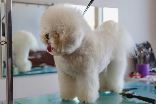 Dog after getting haircut at grooming salon and pet spa photo