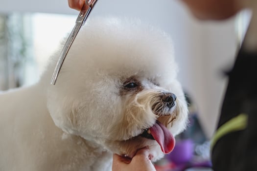 Dog getting haircut at grooming salon and pet spa photo