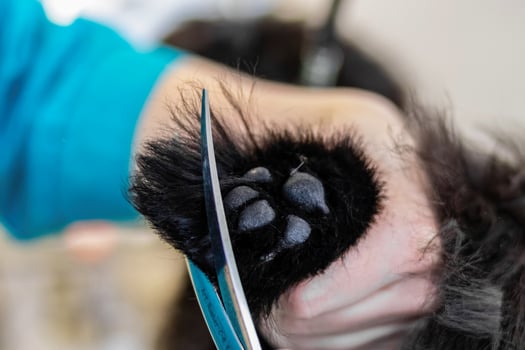Dog paw pads trimmed with scissors by professional groomer photo