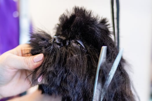 Dog head trimmed with scissors by professional groomer photo