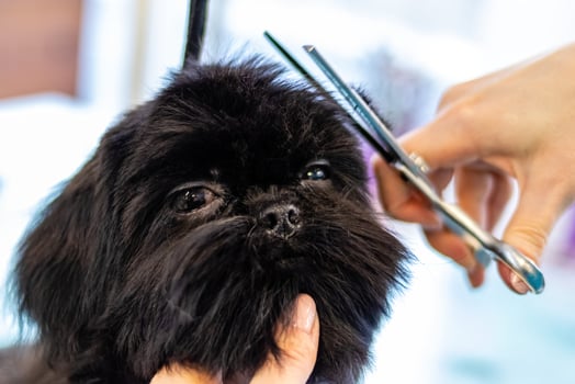 Dog head trimmed with scissors by professional groomer photo