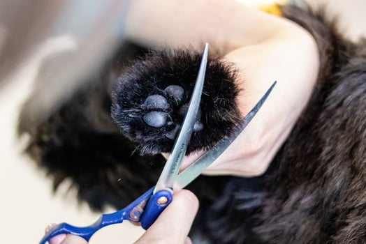 Dog paw pads trimmed with scissors by professional groomer photo