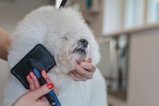 Dog getting haircut at grooming salon and pet spa photo