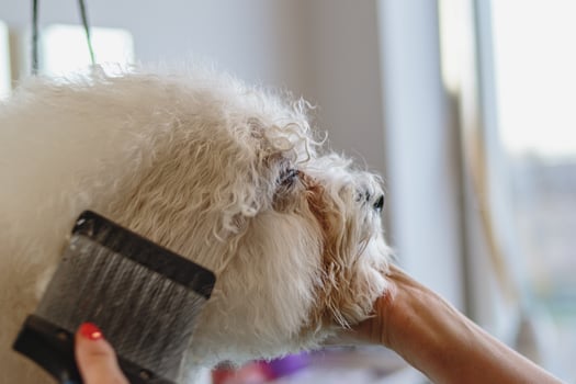Dog getting haircut at grooming salon and pet spa photo