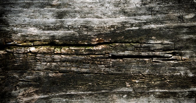 Texture of natural old wood. Close-up. Selective focus. photo
