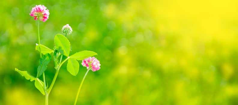 Blooming clover bushes with sunlight in the background on sunny day photo