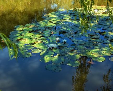 Blooming white lilies and lotuses on the surface of the pond. photo