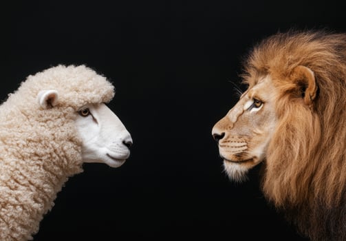 Powerful lion and gentle sheep face to face photo