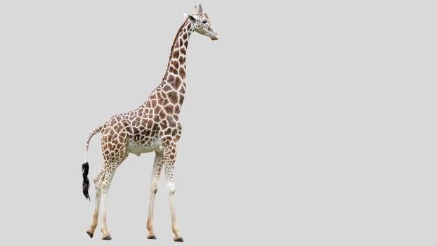 Isolated giraffe clipart with no background distractions on a white background photo