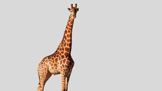 Isolated giraffe clipart with no background distractions on a white background photo