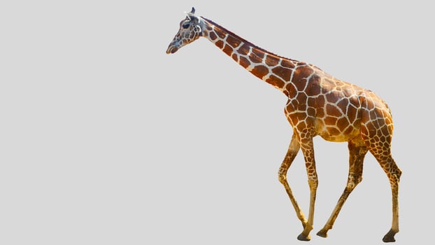 Isolated giraffe clipart with no background distractions on a white background photo