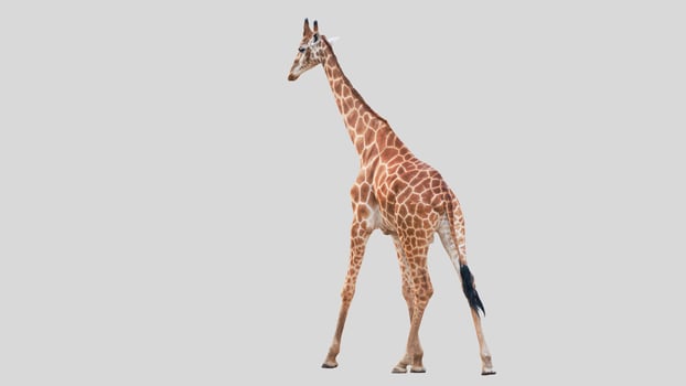 Isolated giraffe clipart with no background distractions on a white background photo