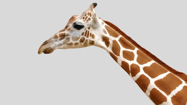 Isolated giraffe close-up portrait clipart with no background distractions on a white background photo