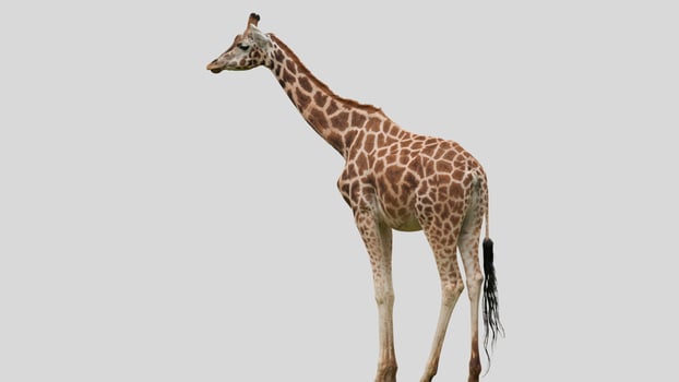 Isolated giraffe close-up portrait clipart with no background distractions on a white background photo