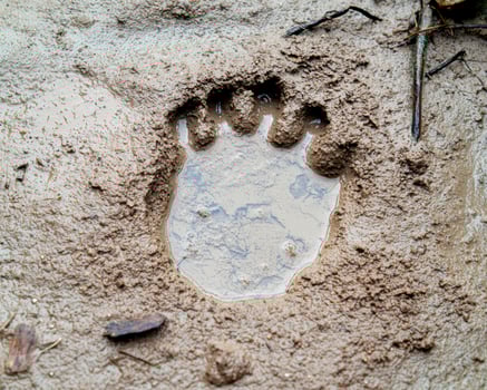 Muddy animal footprint in the dirt photo