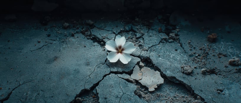 Delicate flower blooming in cracked earth photo