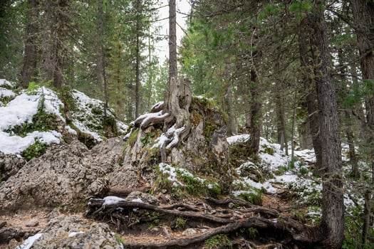 Forest in winter, green pine, hike on frozen snow pathway. photo