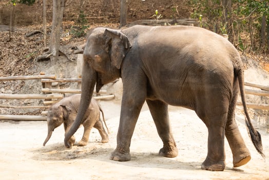 Two elephants walking together outdoor. big and small mother and her baby elephant playing photo