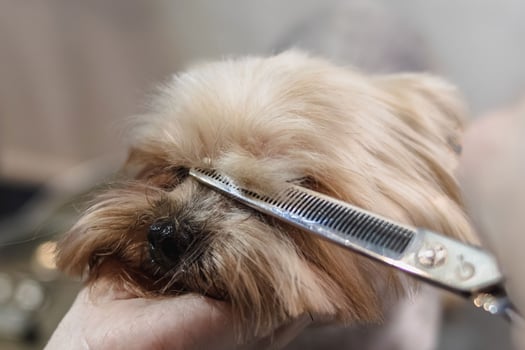 Yorkshire terrier dog gets nail cut hair grooming at pet spa photo