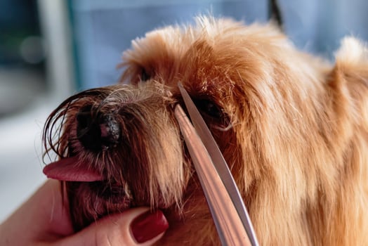 Yorkshire terrier dog washing and grooming at home photo