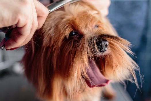 Yorkshire terrier dog washing and grooming at home photo